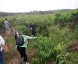 臨近端午，總經(jīng)理劉月琴組織人員農(nóng)莊采摘。